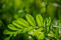 Green leaves Royalty Free Stock Photo