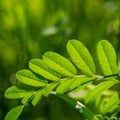 Green leaves Royalty Free Stock Photo