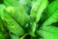 Green leaves blurred background, green leaf texture, fresh foliage, herbs, natural healthy vegetarian food, vegetables Royalty Free Stock Photo