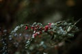 Green leaves, blurred background with red rosehips