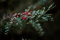 Green leaves, blurred background with red rosehips