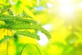 Green leaves on blurred nature background with sun rays and bokeh Royalty Free Stock Photo