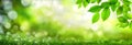 Green leaves on bokeh nature background Royalty Free Stock Photo