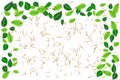 Green leaves border frame over tiny wood sticks textured on white transparent background. Vector illustration, EPS 10. Royalty Free Stock Photo