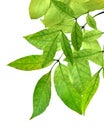 Fresh green leaves border on white background. isolated without