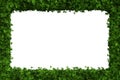 Green leaves border isolated on transparent background - 3D Illustration