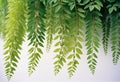 Green leaves border nature background Royalty Free Stock Photo