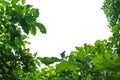 Green leaves border. Tree leaf frame isolated on white background with copy space for insert text. Royalty Free Stock Photo