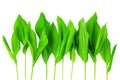 Green leaves border white background isolated closeup, fresh grass frame, herbal illustration, plant twigs, flower sprouts