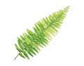 Green leaves Boston fern tropical plant Athyrium niponicum Marble Star isolated on white background, clipping path