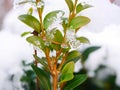 Green leaves of samshin in icicles of melted snow