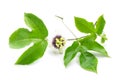 Green leaves and brace of passion fruit with flower on white background Royalty Free Stock Photo