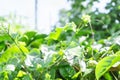 Green leaves and brace of passion fruit with sun light Royalty Free Stock Photo