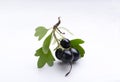 Closeup of little branch of blackcurrant with green leaves on the white surface