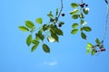 Green leaves on a branch and burgundy ripe cherries against a blue sky background Royalty Free Stock Photo