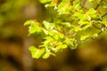 Green leaves on branch of hazelnut filbert tree.