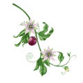 Green leaves branch of passion fruit with with flower on white background, digital illustration Royalty Free Stock Photo