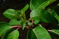 Green leaves on branch tip of Ombu tree, also called Umbu, latin name Phytolacca dioica, in summer afternoon sunshine