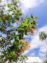 Green Leaves and branch of tree with sky blue and orange flower Royalty Free Stock Photo