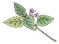 Green leaves branch with violet flower. Catnip botanical illustration