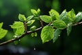 green leaves on a branch with water droplets Royalty Free Stock Photo