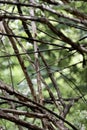 Green leaves and branches as a background for texts Royalty Free Stock Photo