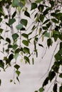 Green leaves and branches birch tree as a background for texts Royalty Free Stock Photo