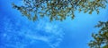 Green leaves and branches with the blue sky. Royalty Free Stock Photo