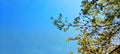 Green leaves and branches with the blue sky. Royalty Free Stock Photo