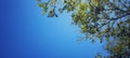 Green leaves and branches with the blue sky. Royalty Free Stock Photo