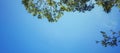 Green leaves and branches with the blue sky. Royalty Free Stock Photo