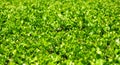 Green Leaves On Branches Of Buxus With Copy Space