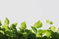 Green leaves branches in front of white and bluish background