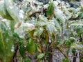 Green leaves branches frozen in ice snow macro