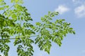 Green Leaves And Branches Of The Moringa Tree Royalty Free Stock Photo
