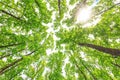 Green leaves on the branches of oak trees in the forest on a summer or spring Sunny day Royalty Free Stock Photo