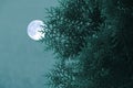 Green leaves and branches of Orientali Arborvitae and white full moon