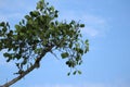 Green leaves and branches of a small tree stretching into a clear blue sky with subtle clouds Royalty Free Stock Photo
