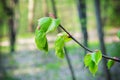 Green leaves on branches in sunny day, forest. Spring gentle leaves, buds and branches in springtime, closeup. Bokeh light Royalty Free Stock Photo
