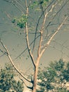 Green tree leaves branches