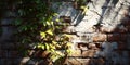 Green leaves on a brick wall with cracked plaster and sunlight creating shadows in a natural setting Royalty Free Stock Photo