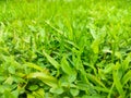 Green leaves, bright outdoor lawn,