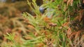 Green Leaves And Brown Seed Pods. Cryptomeria Japonica. Cones And Flowers Japanese Sugi Pine. Selective focus. Royalty Free Stock Photo