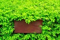 Green leaves with brown sign Royalty Free Stock Photo