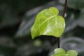 A green leaves in the brown stick Royalty Free Stock Photo