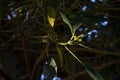 Green leaves and bud in light surrounded by dark ficus tree (either F. macrophylla or F. rubiginosa) Royalty Free Stock Photo