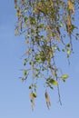 Green leaves and buds of birch, young foliage in the sunny day. Spring background Royalty Free Stock Photo