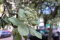 Green leaves and buds inflorescence of chestnut