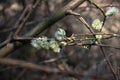 Green leaves and buds on a red willow branch