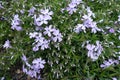 Green leaves, buds and violet flowers of phlox subulata in April